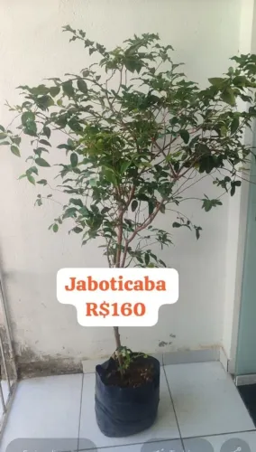 Jaboticaba  entrega grátis  nos locais atendidos 