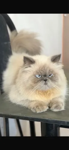 gato persa macho a procura de fêmea pra cruzar
