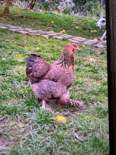 Ovos galinhas Brahma galados