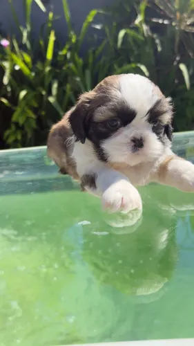 Shih tzu linda bem pequena e peludinha