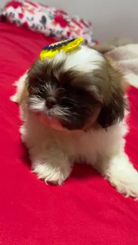 Filhote Shih Tzu