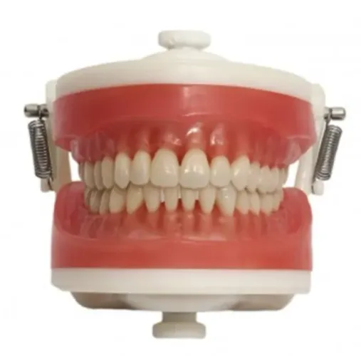 Manequim dentista
