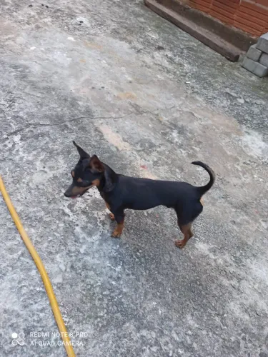 Pinsher macho 