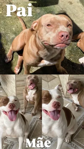 Filhote de pitbull macho 2 meses