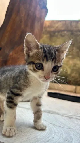 Doação gato