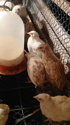 VENDE-SE CODORNA JAPONICA 12 CADA