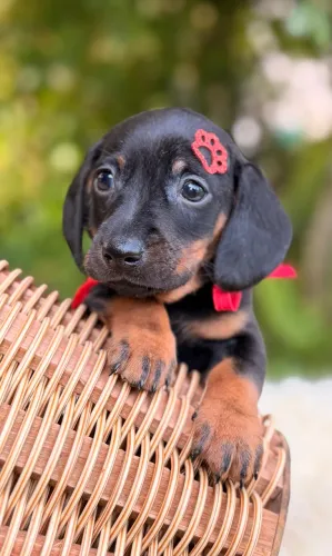 Dachshund Linguicinha