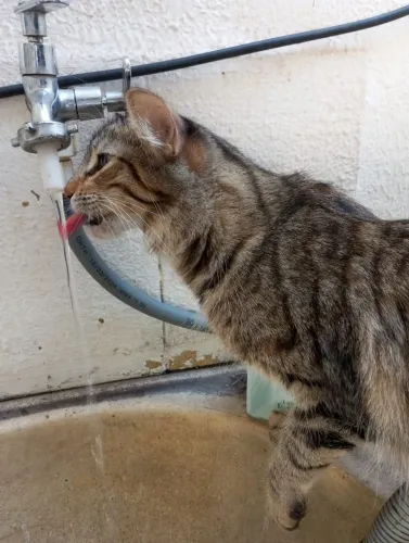 Doação de gata, ela tem 1 ano.