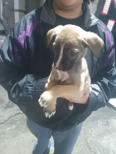 Doa-se filhote de cachorro