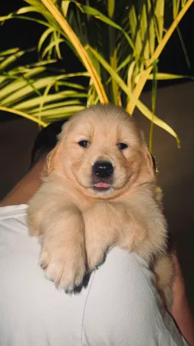 Golden retriever alto padrão