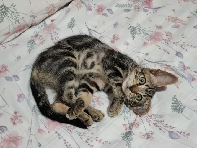 Adote um gatinho lindo