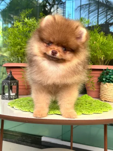 Lulu da Pomerania 