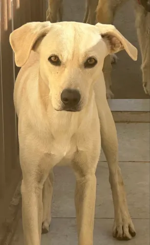 Doou cachorro misturado labrador