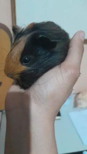 Pouquinho da índia 