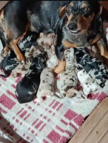 Cachorro