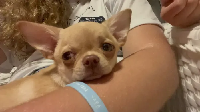 Chihuahua creme 1 ano