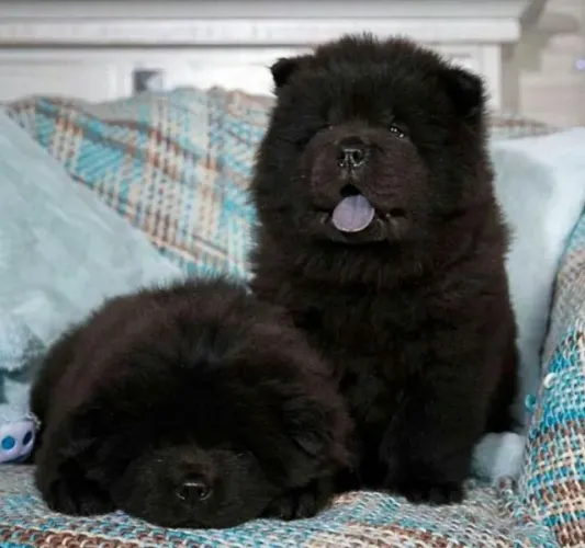 chow chow preto - casal
