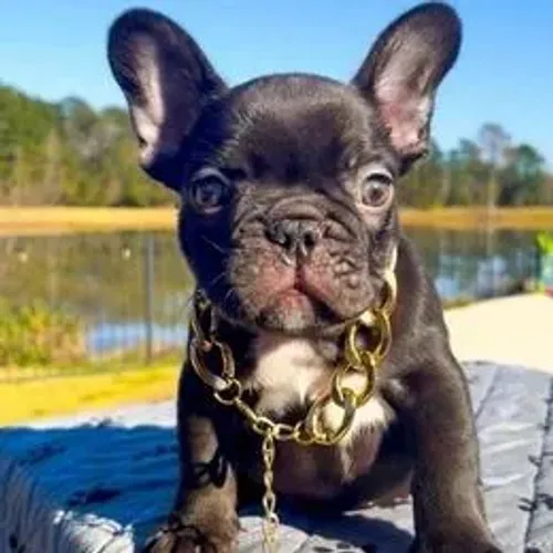 Bulldog Francês,Bulldog Francês Filhote Disponível Alta Qualidade