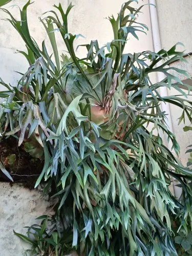 Chifre de veado samambaia GIGANTE