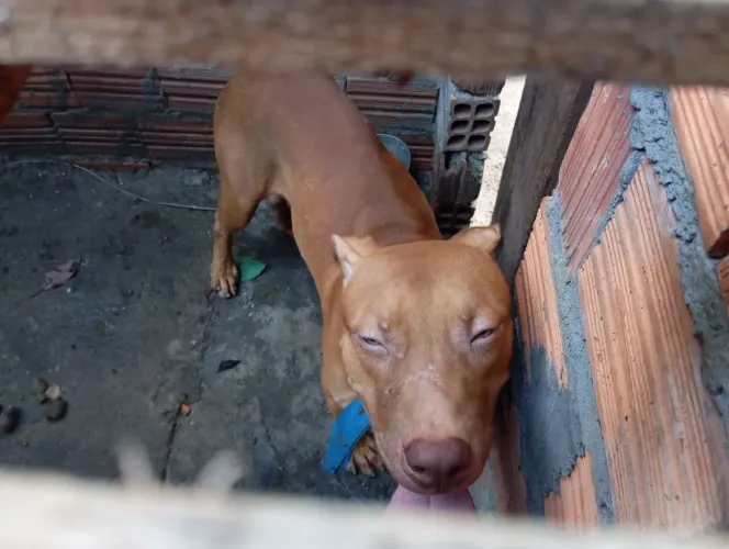 Pit Monster para doação 