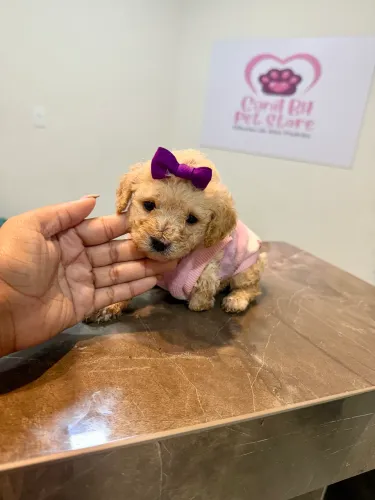 POODLE FÊMEA DOAÇÃO COM VALOR SIMBÓLICO