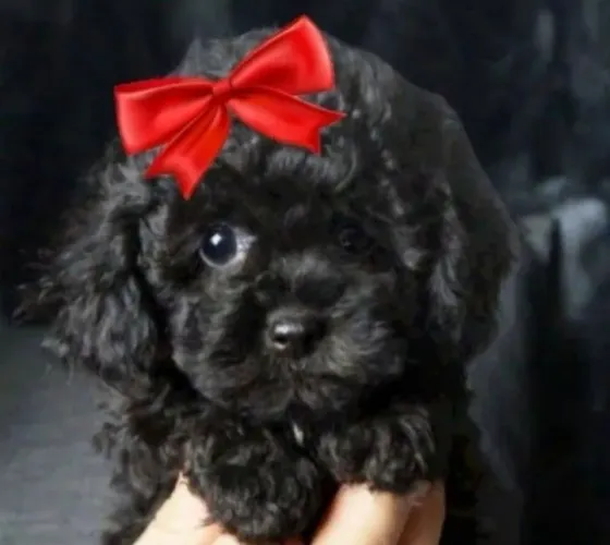 POODLE MINI TOY FÊMEA 