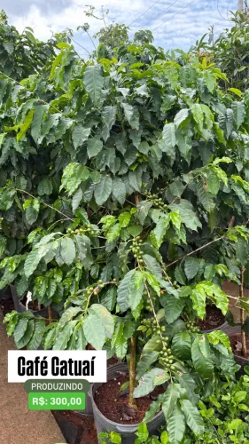 Muda de Café Catuaí Produzindo