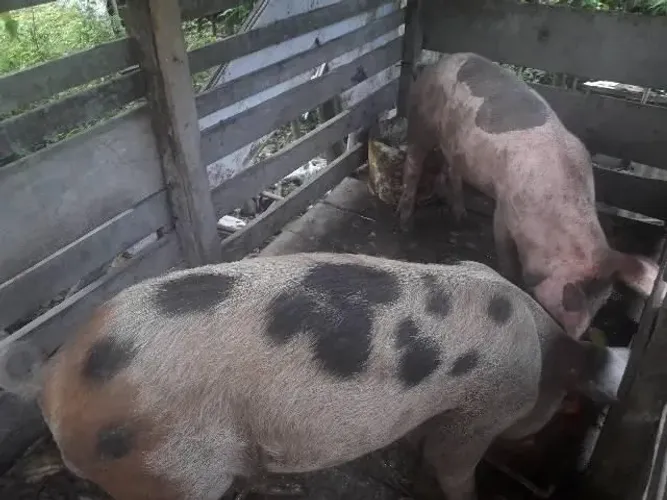 Vendo Casal de Porcos