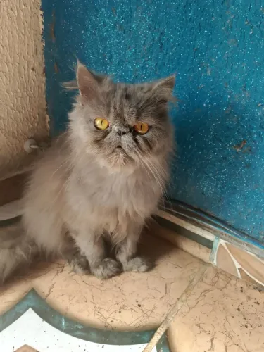 Vendo gato persa macho adulto 