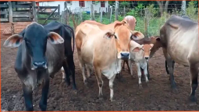 4 Vacas Aneloradas Paridas