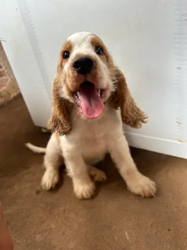 Cocker Spaniel 