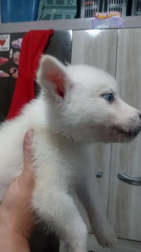Filhotes de husk siberiano macho