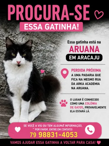 Procurasse gatinha 