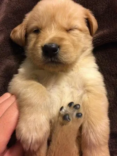 Golden retriever encantador