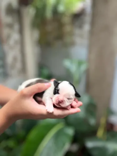 Filhotes Shih-tzu para Reserva