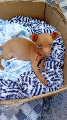 Pinscher Filhote N 1 macho 