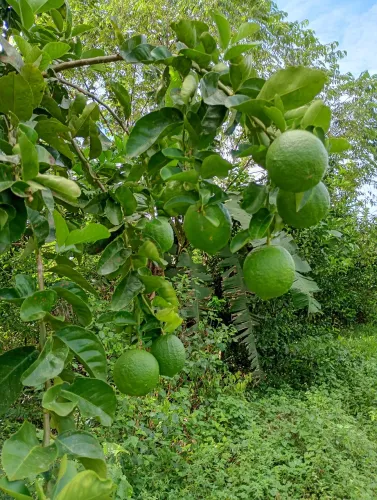 Terreno barato pra vender logo