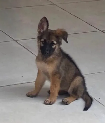 Cachorro