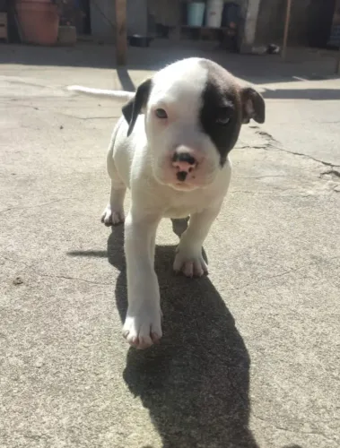Vende - se filhote de pitbull