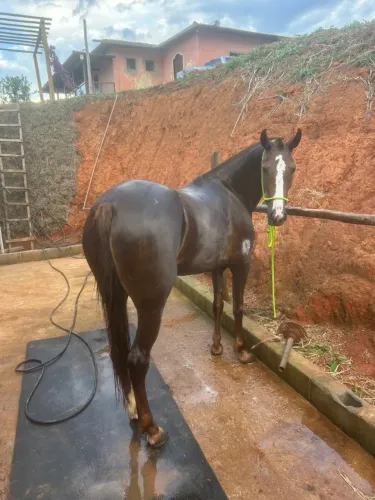 Égua MM de pista