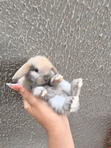 Coelhos Filhotes