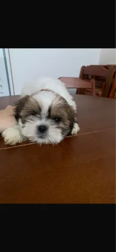 Shih-tzu macho com 50 dias vacinado branco 