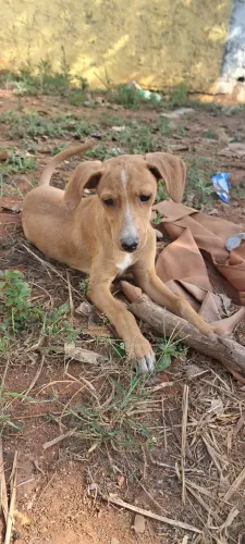 Doação de cachorros machos