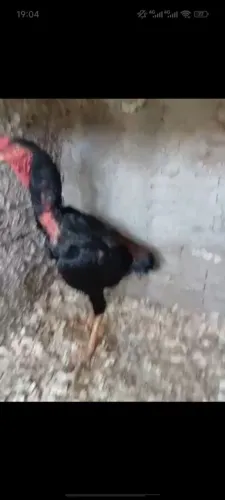 Frango bico curto