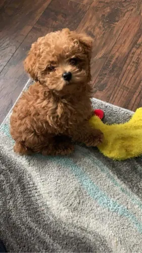 Poodle fêmea disponível- entregamos no seu lar 