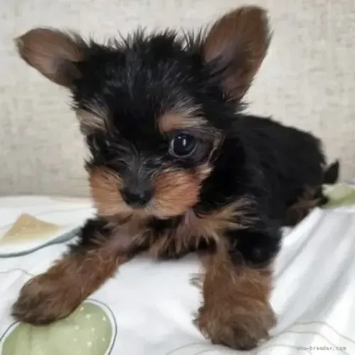 Cachorro filhote Yorkshire/York pelagem bonita e temperamento dócil