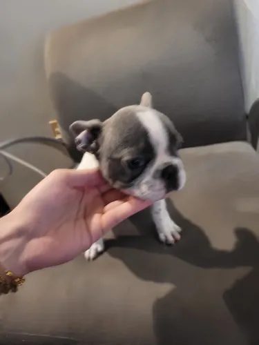 Bulldog Francês Macho 