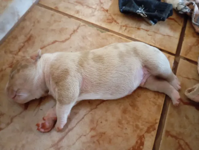 American bully 