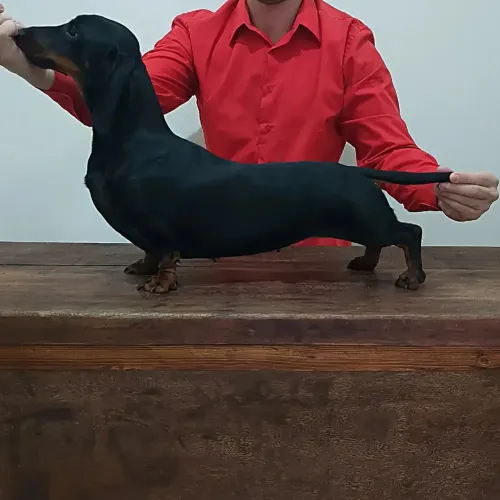 DACHSHUND PEDIGREE CBKC