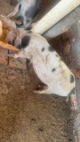 Porco caipira